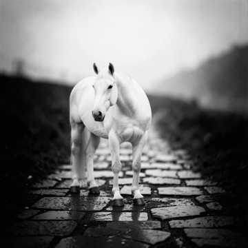 White Horse